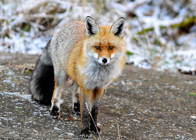 Vulpes vulpes - Zorro común.jpg