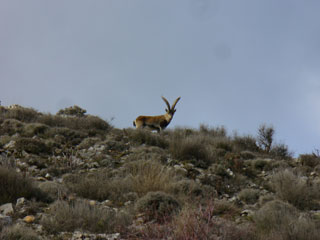 Cabra Montes - Camarena de la Sierra