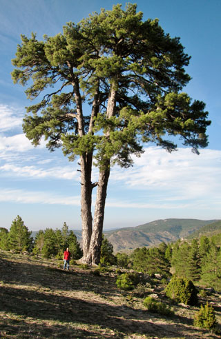 Pinus nigra ssp. salzmanii